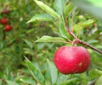 Trái Cây Apple Cây Thu Hoạch