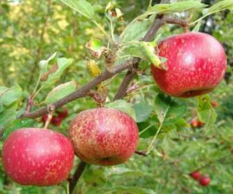 Trái Cây Apple Cây Thu Hoạch