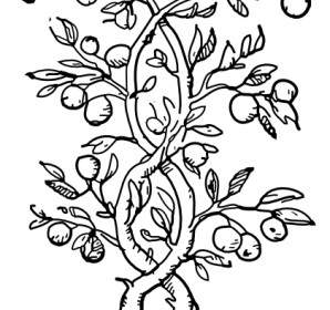 Cabang-cabang Pohon Buah Clip Art
