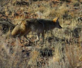 Predator Foxtail Fuchs