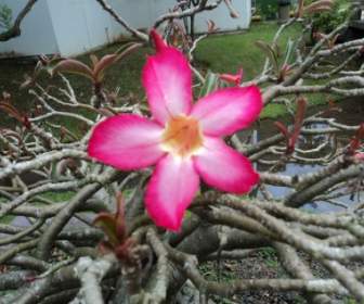Fuchsia Rosa Blume
