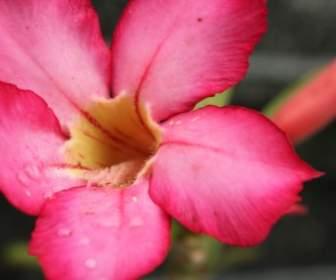 Fuchsia Rosa Blume