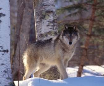 Das Vollständige Profil Von Gray Wolf Wallpaper Wölfe Tiere