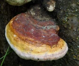 fungus baumpilz xylobionten