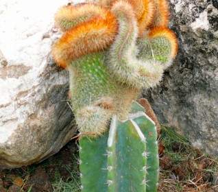 Lustige Kaktus