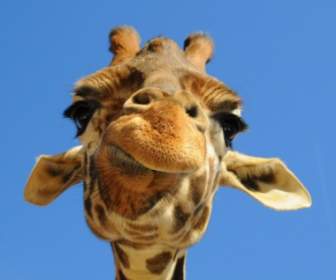 Fond D'écran Drôle Girafe Animaux Girafes