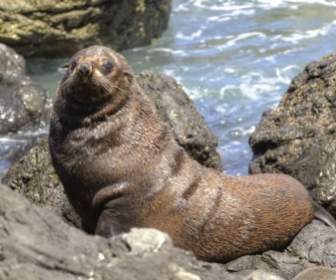 Fur Seal Seals Kekeno