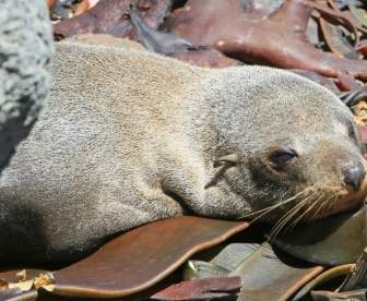 Fur Seal Seals Seal Pup