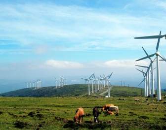 galicia windmills cows