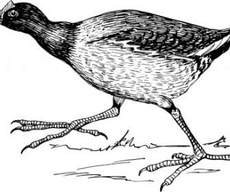 gallinule