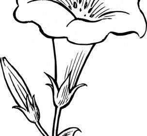 Gamopetalous Flower Clip Art