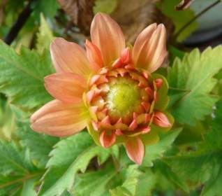 Garden Dahlia Orange Flower