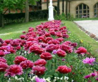 garden flowers spring