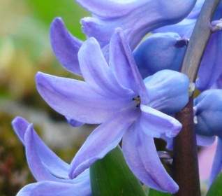 Garden Hyacinth Hyacinthus Orientalis Hyacinth