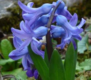 Garden Hyacinth Hyacinthus Orientalis Hyacinth
