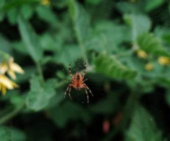 Giardino Ragno Nel Web