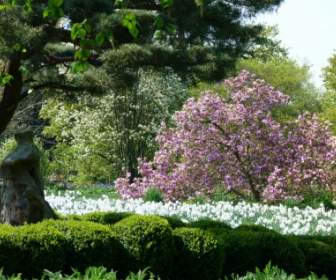 garden spring nature