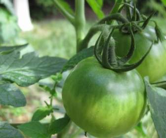 정원 Tomatoe 녹색 토마토