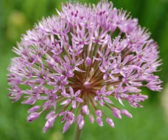 garlic flower garden