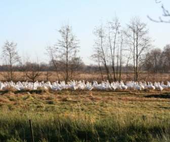 geese goose meadow nature