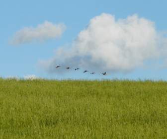 Oies Oiseaux Migrateurs Volent