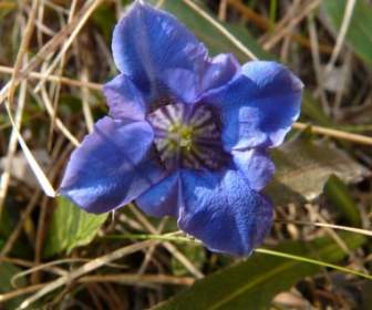Gentian Alpine Flower Mountain Flower