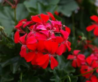 Geranium Red Flower
