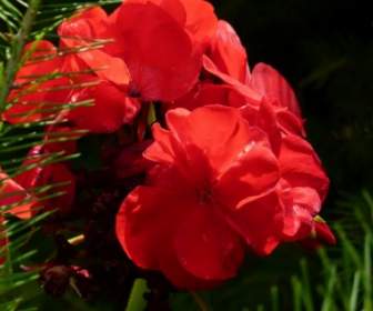 Flores De Geranio Roja