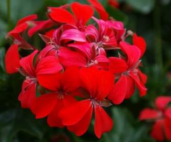geranium red flower