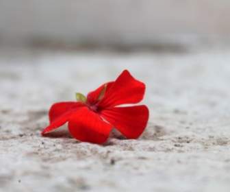 ゼラニウムの赤花ハニア
