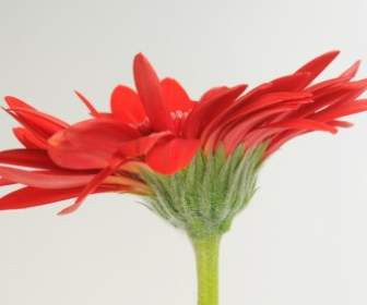 Gerbera Germini Flower