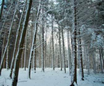 Foresta Di Baviera Germania