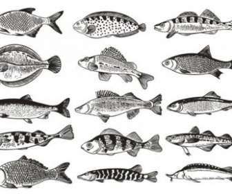 Vector De Ilustraciones Monocromas De Pescado De Alemania