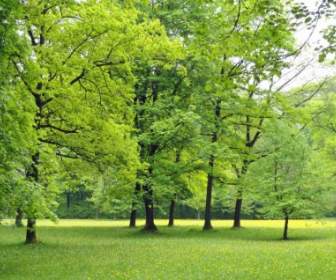 árboles De La Naturaleza De Alemania