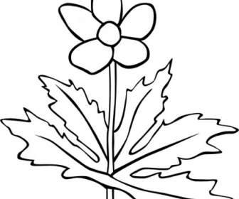GG Anemone Canadensis Esquema Clip Art