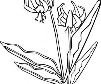 زز اريثرونيوم كبير الأزهار