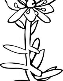 GG Saxifraga Aizoides Esquisser Une Image Clipart