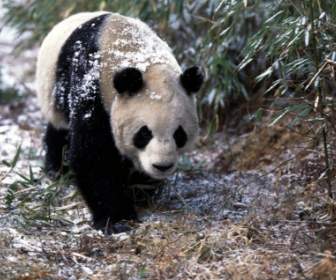 Großer Panda Tapete Trägt Tiere