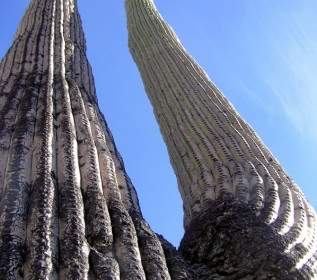 แคคตัสกระบองเพชร Saguaro ยักษ์