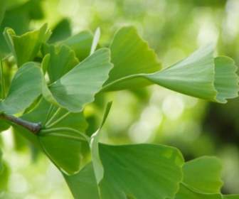 Ginko Green Leaves