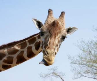 Giraffe Tongue Wallpaper Other Animals