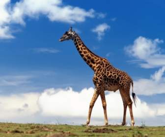 Giraffe-Bilder-andere Tiere