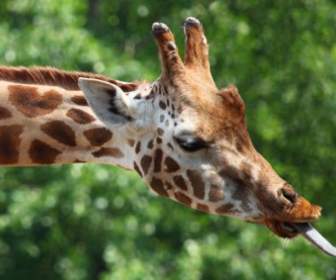 Giraffe039s Lưỡi