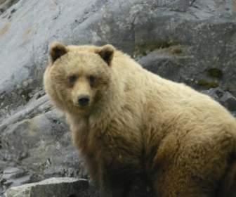 Urso-pardo Glacier Bay No Alasca