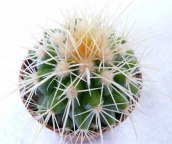 Bola Emas Kaktus Kaktus Dalam Grusonii