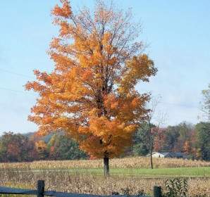 Goldener Herbst Baum Ganz Allein