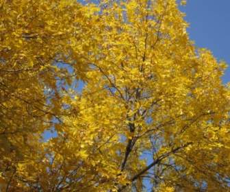 金黃的樹葉落下來