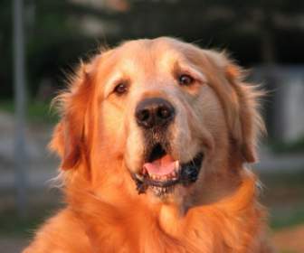 Anjing Anjing Golden Retriever