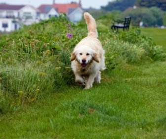 Golden Retriever Dog Canine