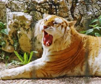 Golden Tiger Wallpaper Tigers Animals